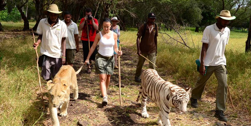 Walk with the Lions at Casela Nature Park